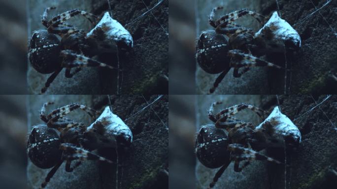 一只蜘蛛饱餐了它的猎物。这是一种高超的拉子类掠食性动物，它小心翼翼地吞食食物。可怕的毒牙随时准备注入