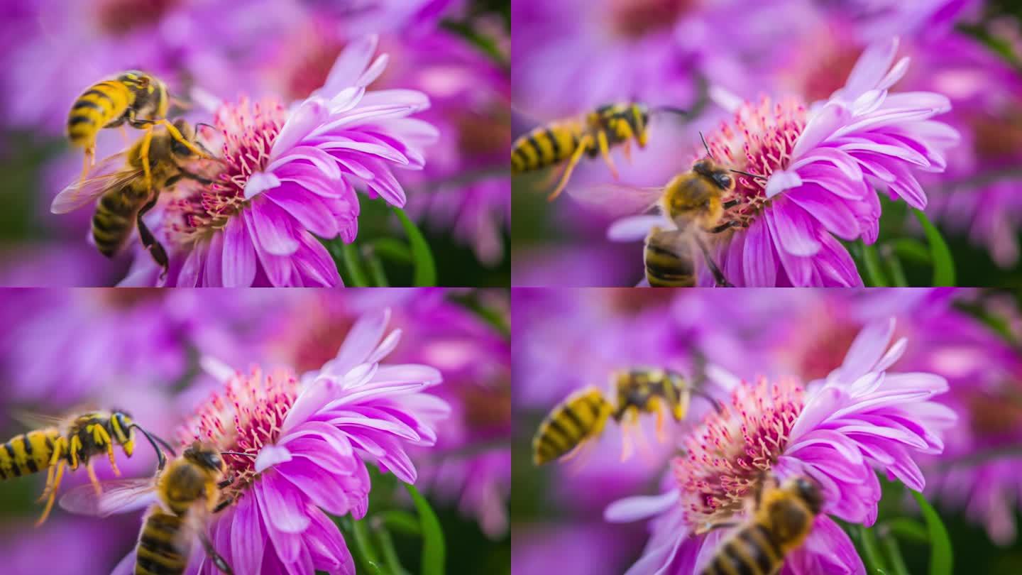 黄蜂攻击蜜蜂黄蜂攻击蜜蜂