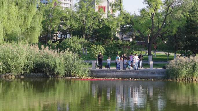 通州公园湖边，游人投喂锦鲤