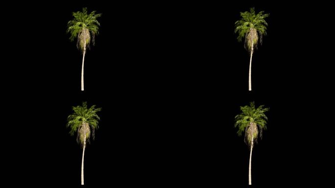 4K椰树动画（带通道）