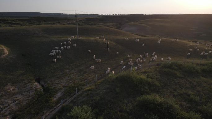 陕北黄土高原羊群牧草环境地貌植被放羊7