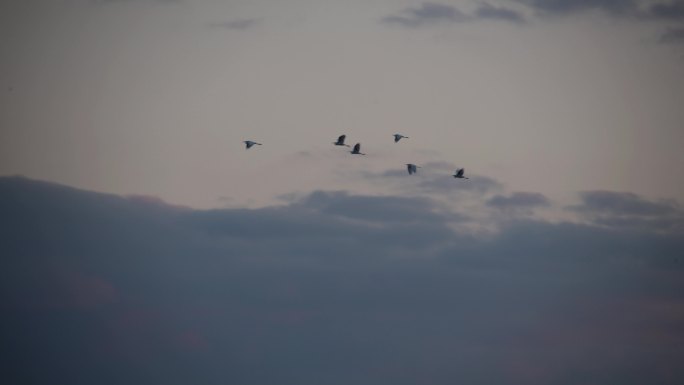 日落一群大雁飞过降落湖面鸟儿飞翔合集4k
