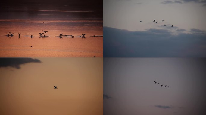 日落一群大雁飞过降落湖面鸟儿飞翔合集4k