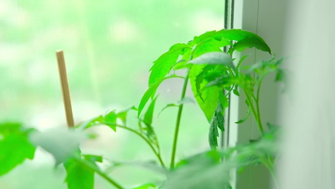 种植窗台上的蔬菜幼苗。青番茄植株近期发芽，准备间伐、移栽。家庭花园室内盆栽和托盘。厨房园艺概念