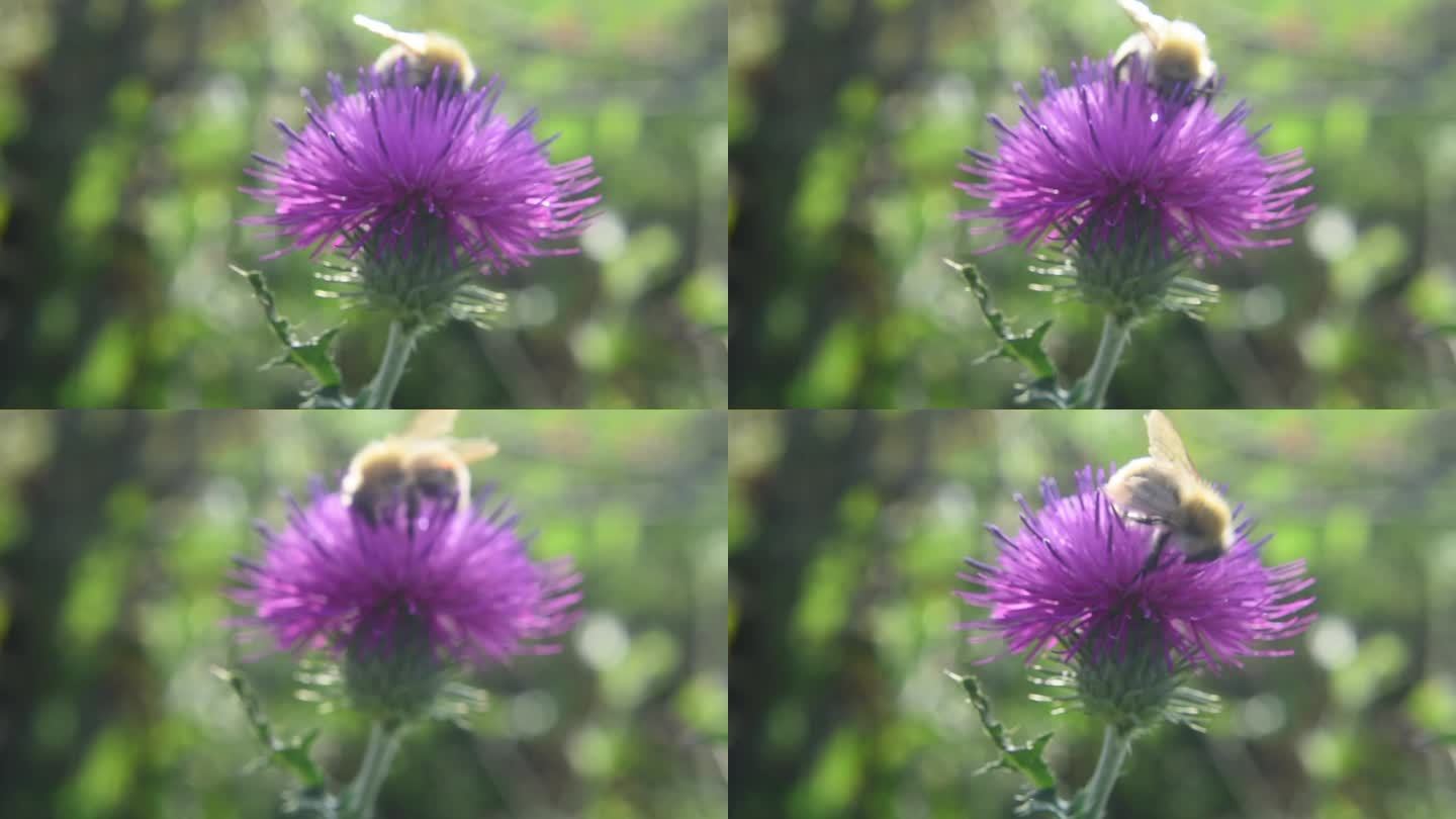 蜜蜂取食蓟野花的微距静态镜头