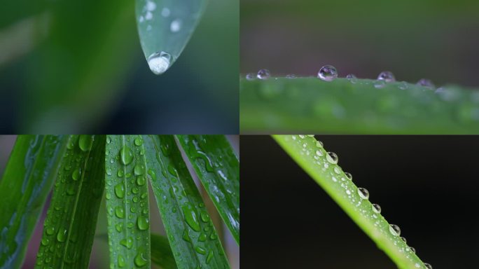 竹叶 露珠 水珠 微距 特写 合集 4k