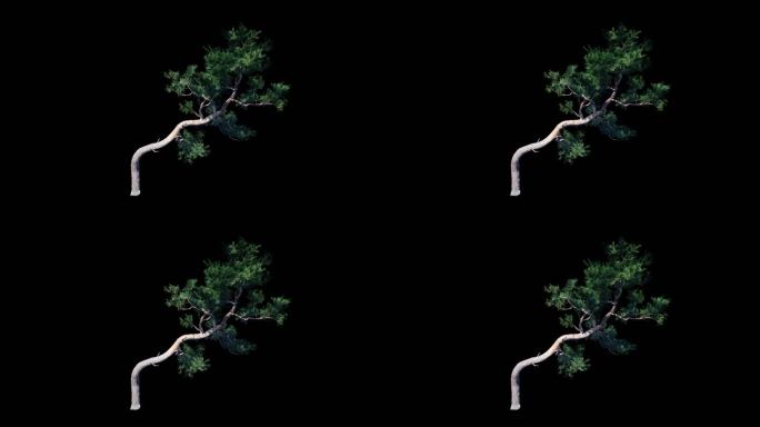 4K松树风吹动画（带通道）