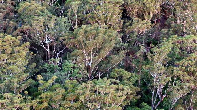 树林里的一群树，鸟瞰图，澳大利亚调性