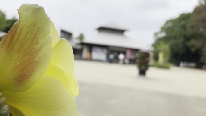 花与复制空间，近距离