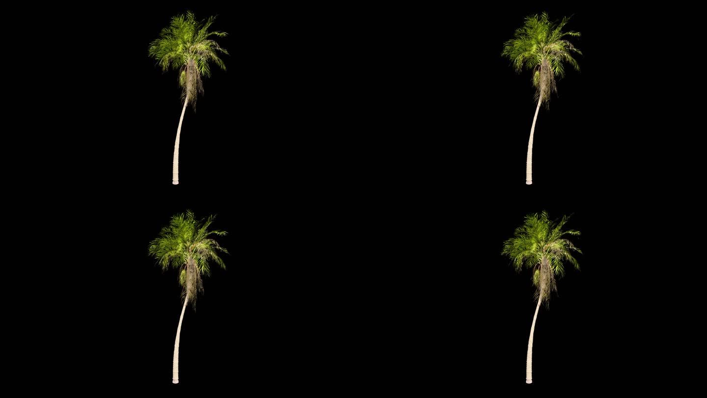 4K椰树动画（带通道）