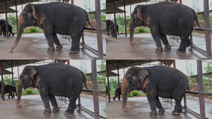 泰国大城府——2023年10月8日泰国大象在大城府的大象庇护所泰国亚洲象泰国大象保护概念