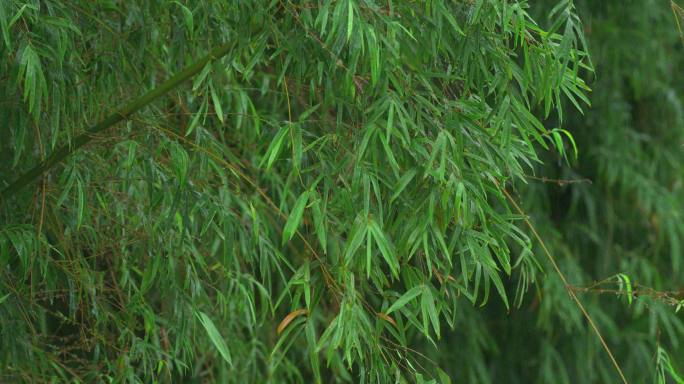 竹林雨景-慢镜头