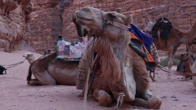 骆驼商队在约旦瓦迪拉姆保护区的沙地上休息。