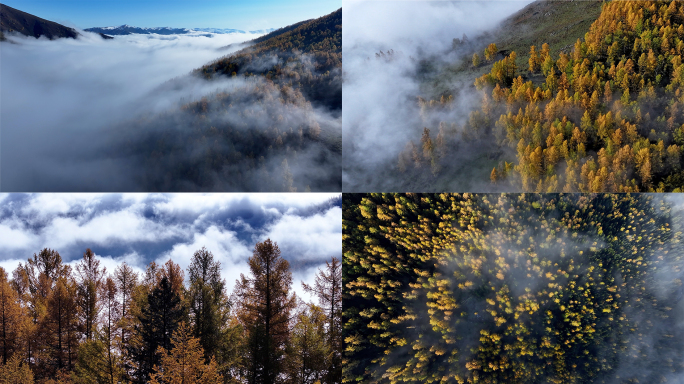 新疆喀纳斯的秋色白桦林晨雾新疆秋天