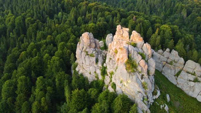 空中无人机视图飞行在松树林在日落山