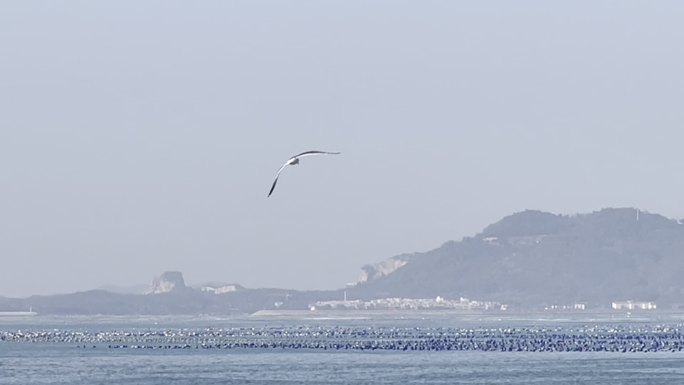 广阔自由海鸥飞翔