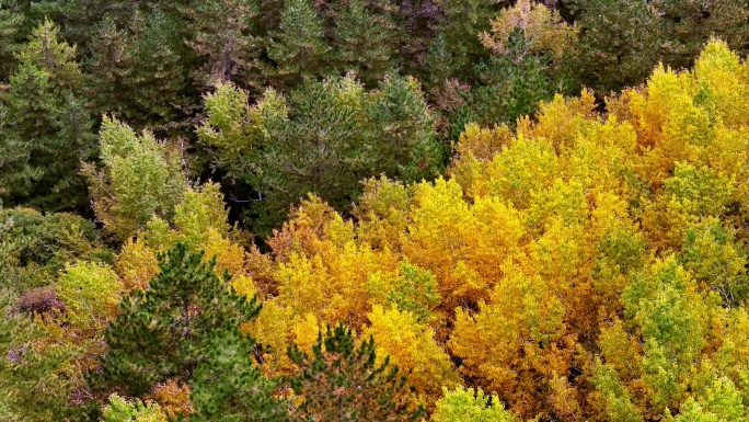 秋季树林景色航拍