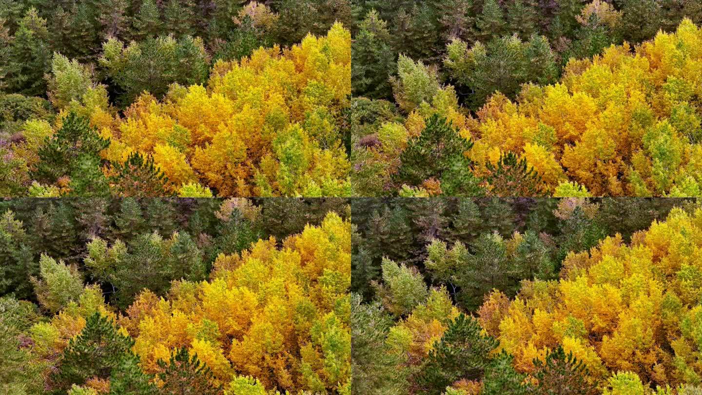 秋季树林景色航拍