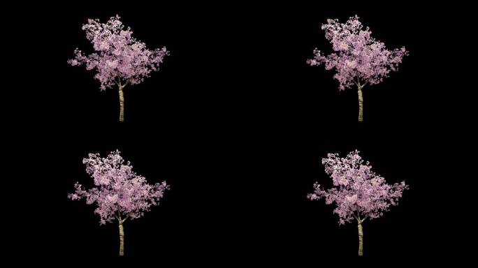 4K樱花树（带通道）