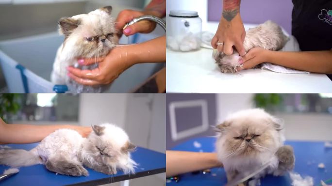 加菲猫 洗澡剪毛护理过程萌宠物
