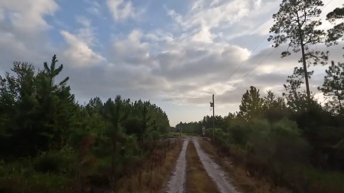 黎明时分，司机在松林的空土路上穿过铁路道口，前往非法垃圾场