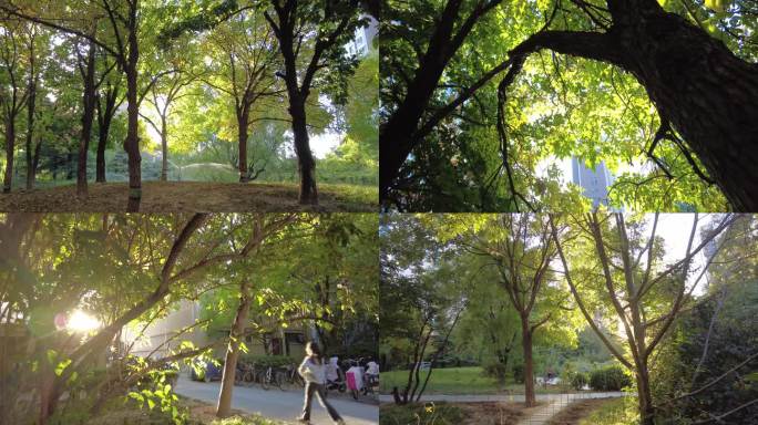 小区绿化环境社区居民高档小区太阳透过树叶