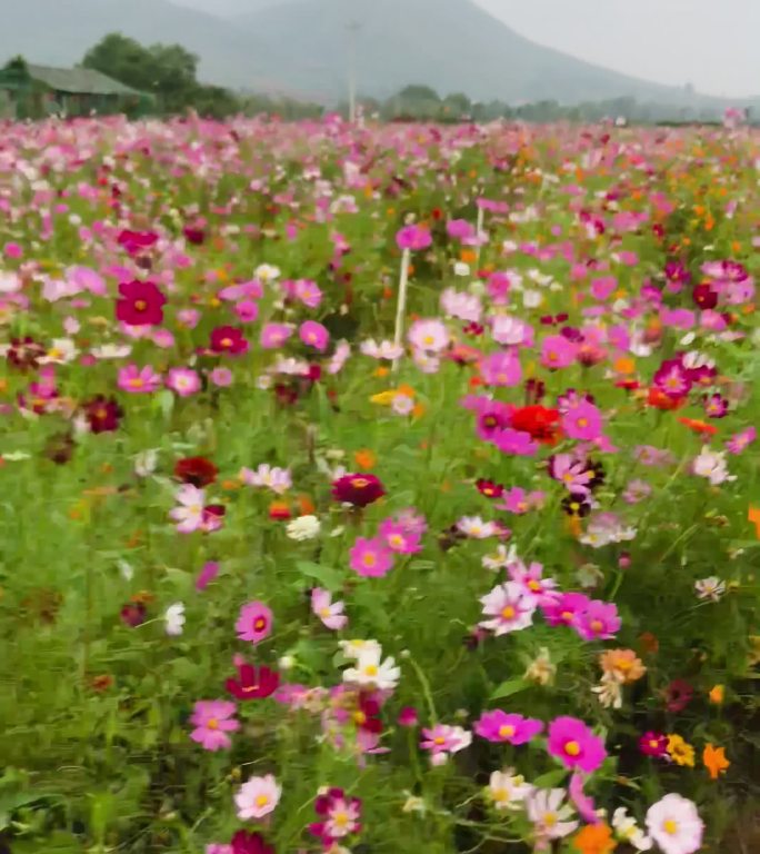 格桑花 花海