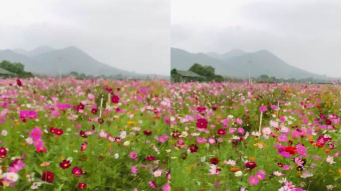 格桑花 花海