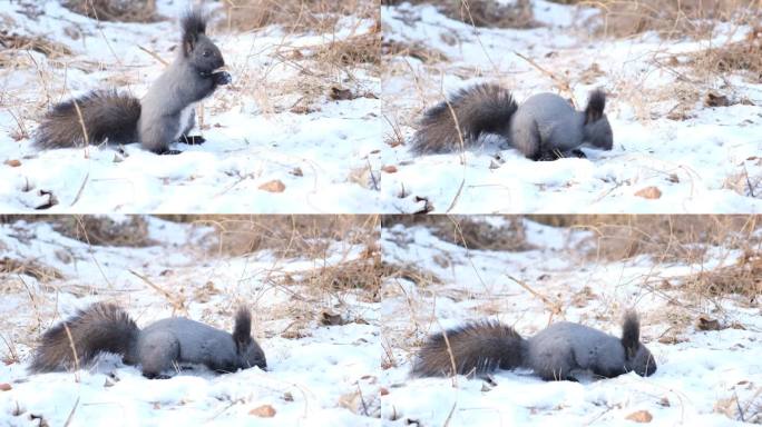 有趣的松鼠在雪里挖食物