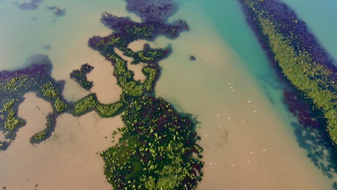 威海海景俯瞰群鸟