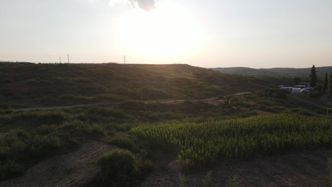 陕北黄土高原羊群牧草环境地貌植被放羊1