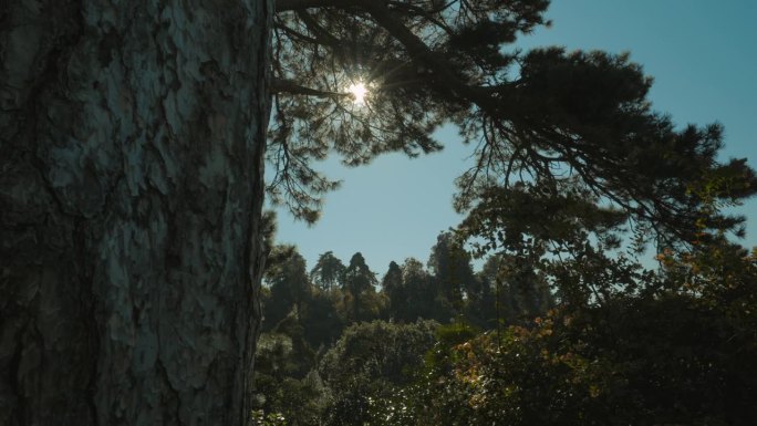 和平之树。松果体Strobus。加拿大的魁北克。通常称为东方白松阳光穿透松树
