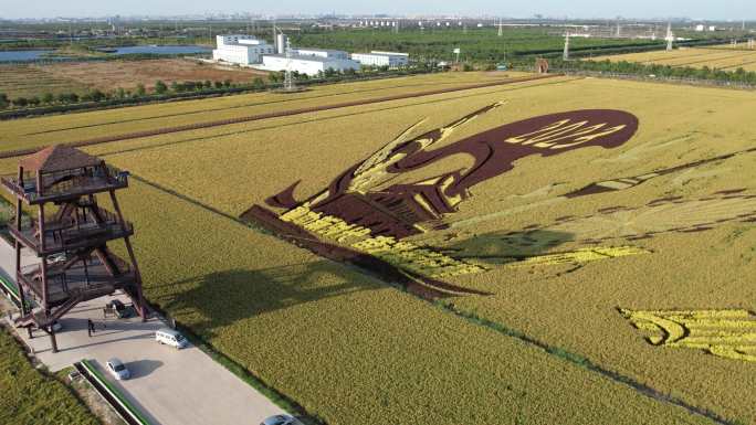 4K 天津西青王稳庄稻香农谷稻田画航拍