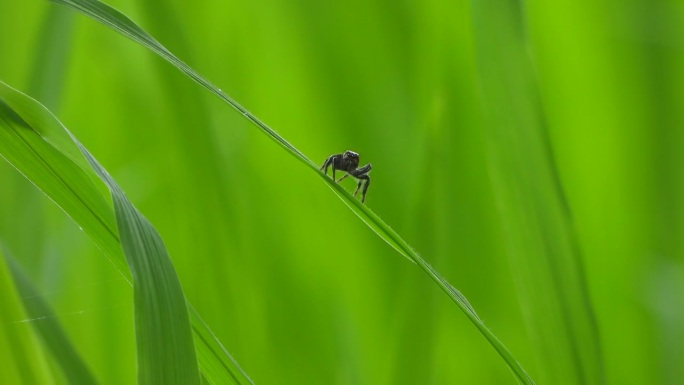 蜘蛛-绿稻-草-玩-眼睛。