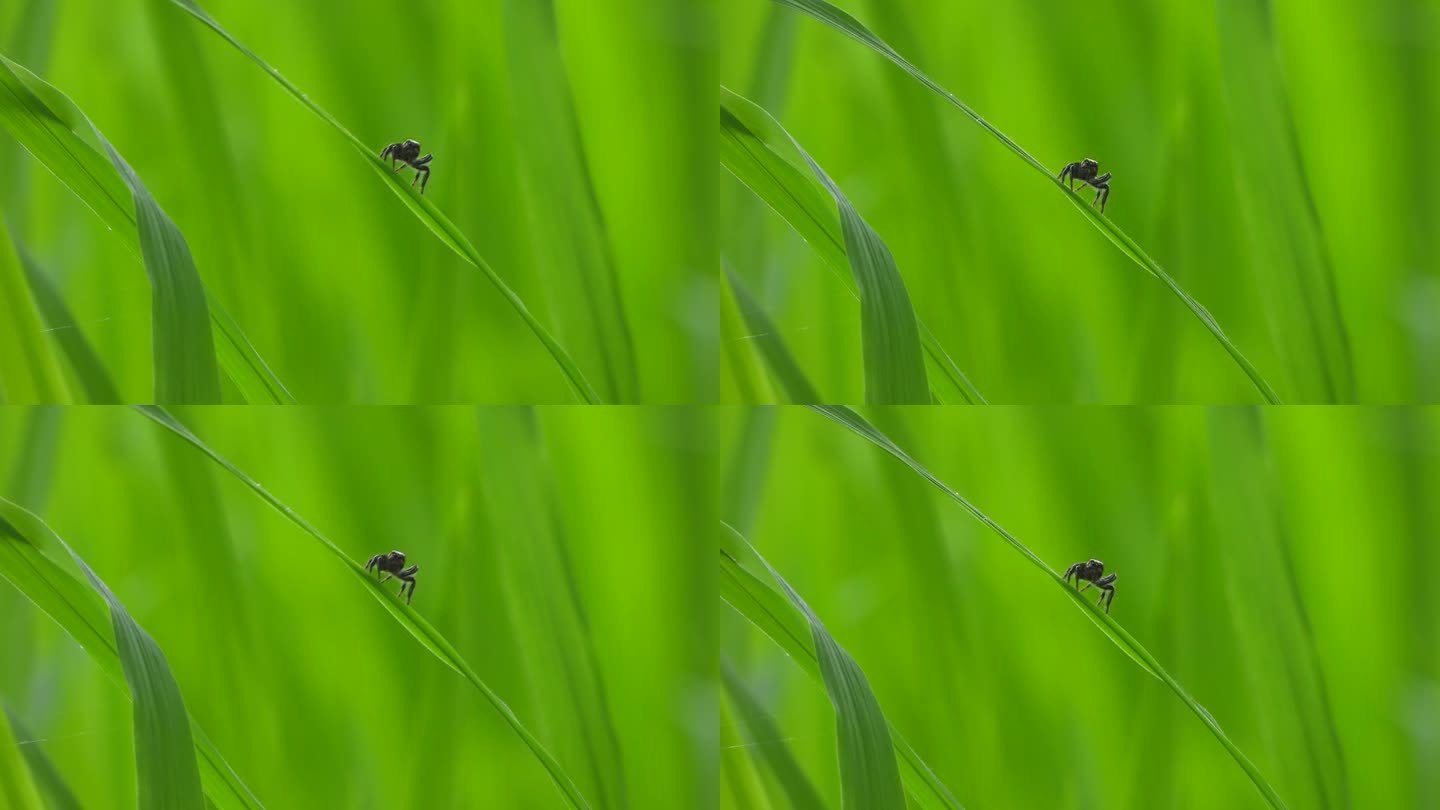 蜘蛛-绿稻-草-玩-眼睛。