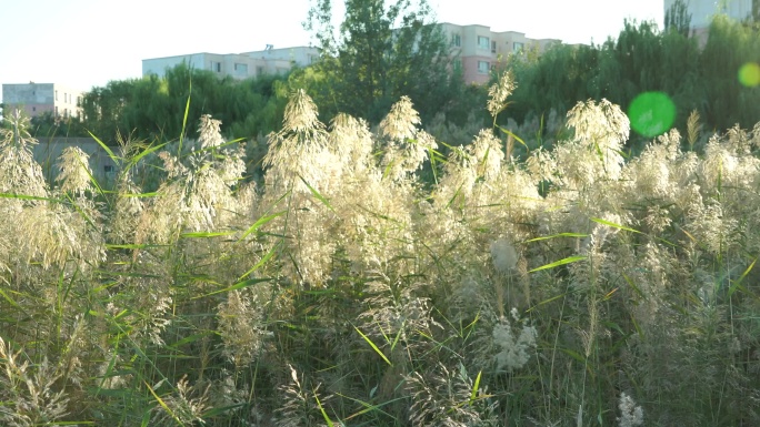 飘荡的芦苇草 夕阳下的芦苇