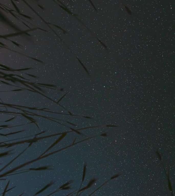 在夏季农业季节的绿色小麦幼田上，有发光的星星和流星轨迹的4K夜空。农业背景延时，延时，延时。底视图