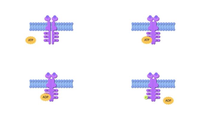 酶联受体，配体，ADP, ATP，细胞膜，酶联受体，通过配体结合激活细胞内通路的细胞表面蛋白。