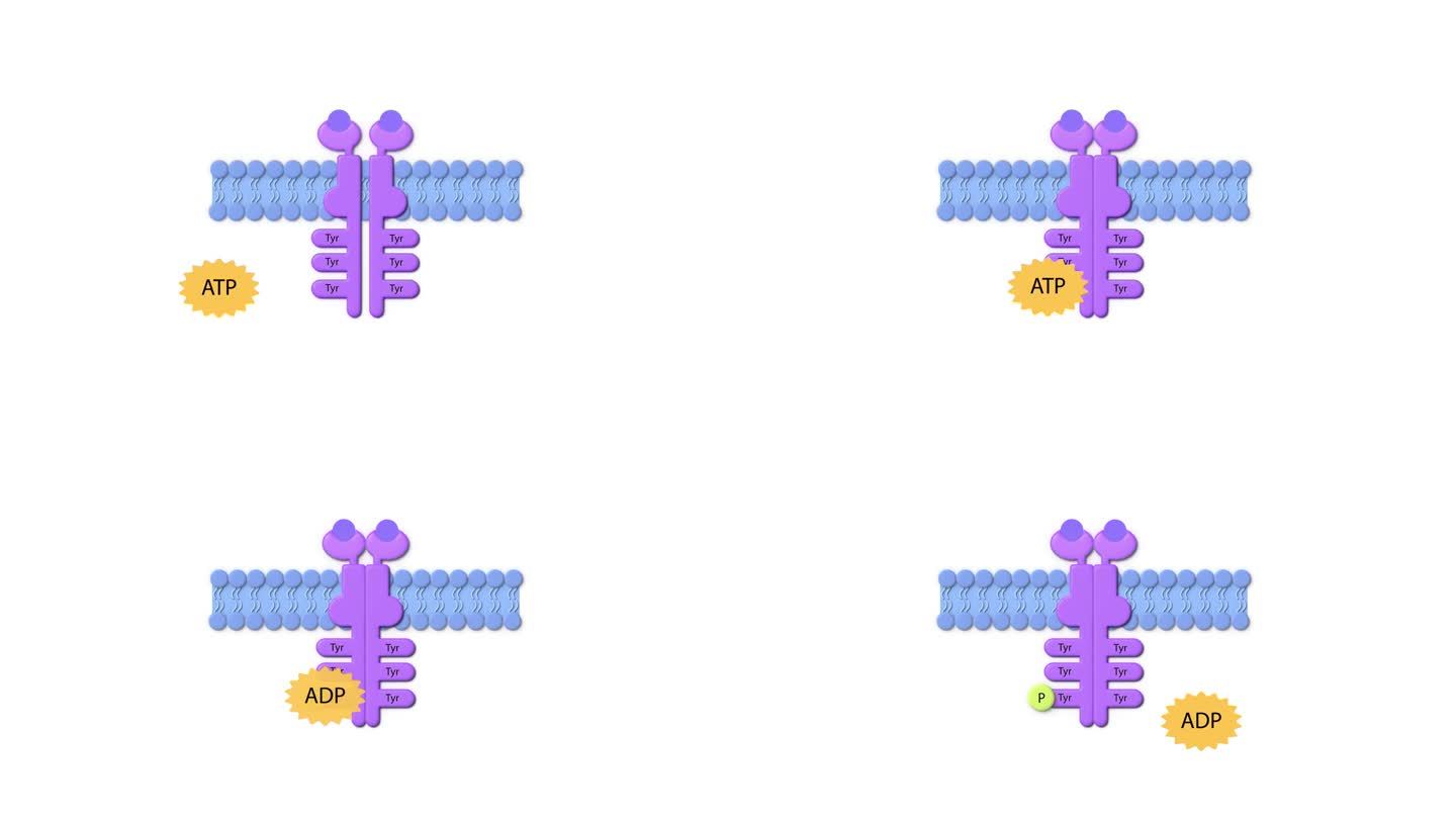 酶联受体，配体，ADP, ATP，细胞膜，酶联受体，通过配体结合激活细胞内通路的细胞表面蛋白。