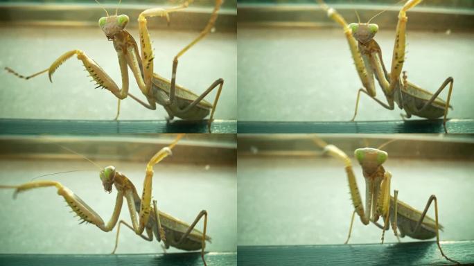 螳螂的微距镜头虫子爬虫特写展示