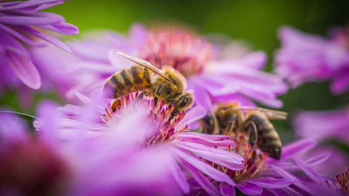 蜜蜂在紫菀花上采集花蜜和花粉