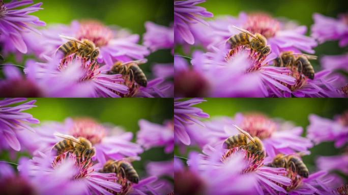 蜜蜂在紫菀花上采集花蜜和花粉