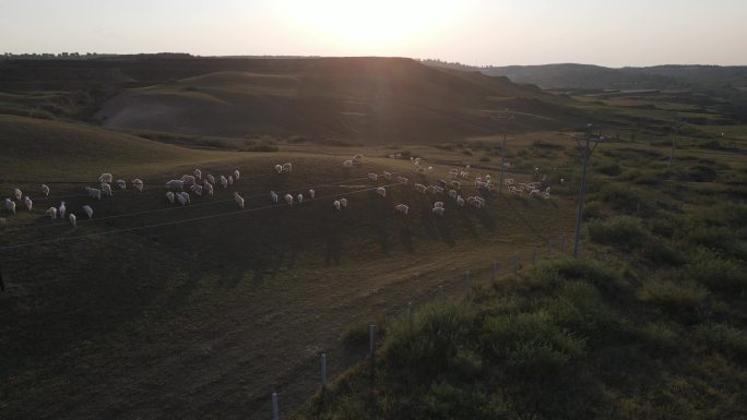 陕北黄土高原羊群牧草环境地貌植被放羊8