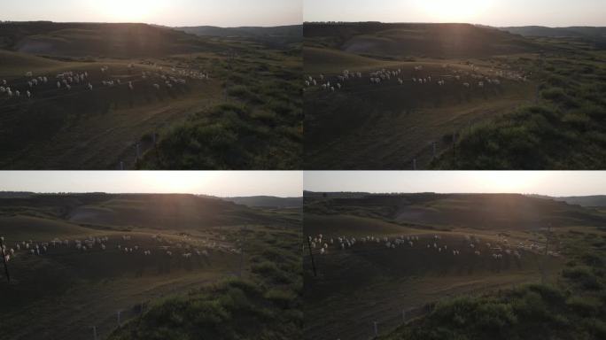 陕北黄土高原羊群牧草环境地貌植被放羊8