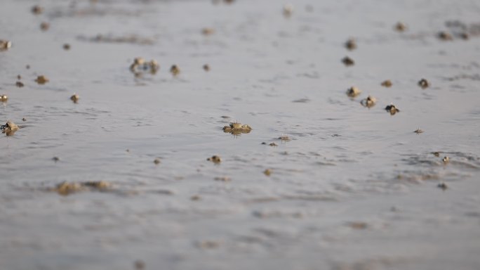 沙滩上面的螃蟹
