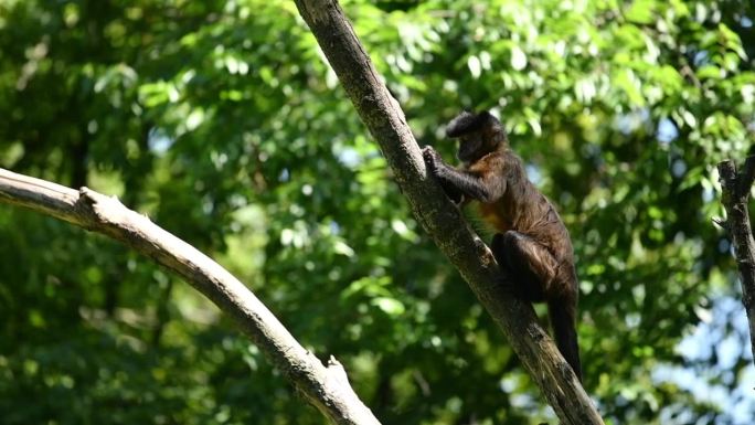 卷尾猴在树枝上