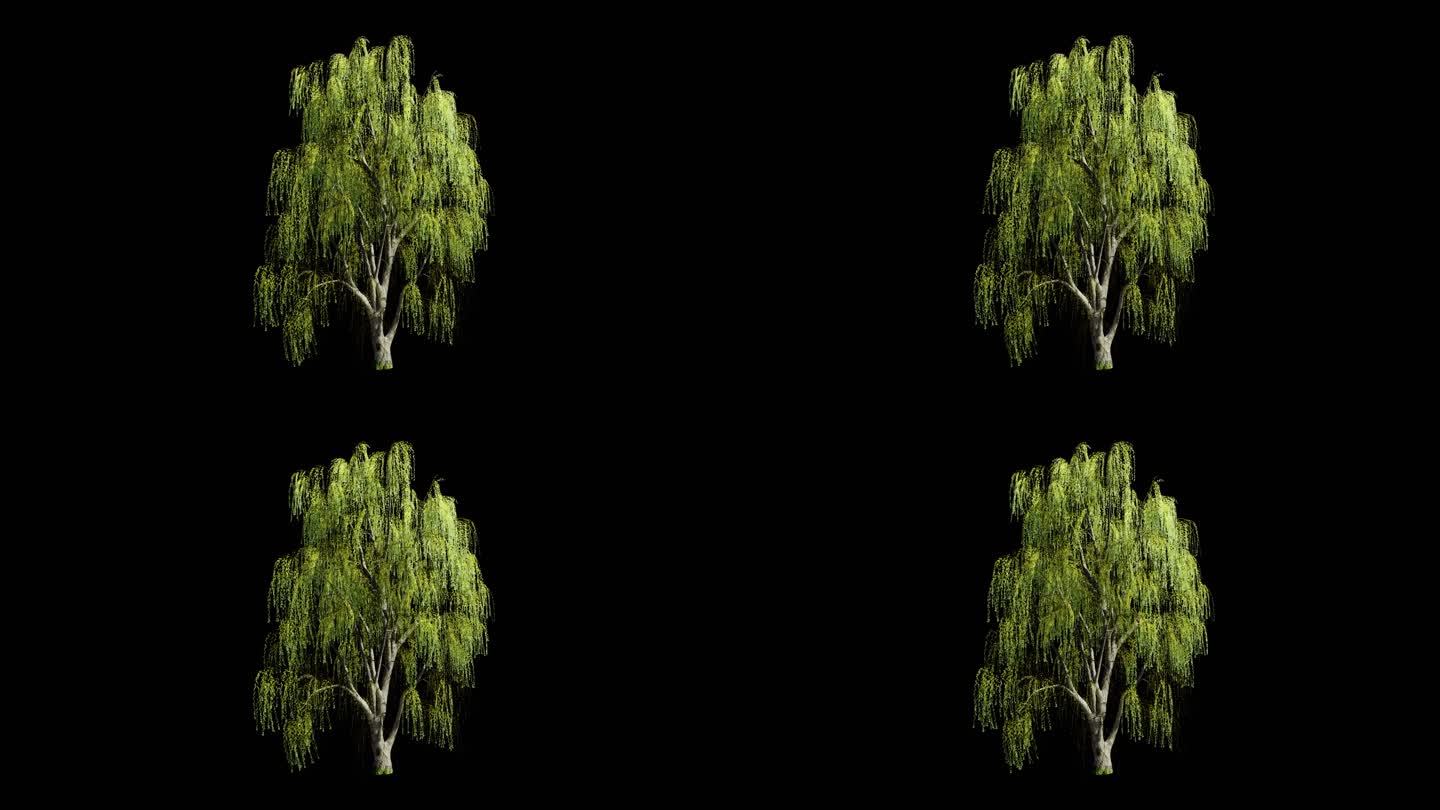 4K柳树动画（带通道）