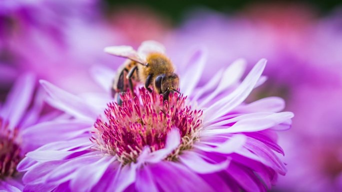 蜜蜂在花上蜜蜂采蜜蜂蜜动物生物昆虫