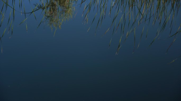 湖面倒影 芦苇草