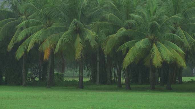 椰林雨景-慢镜头